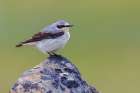 Northern wheatear at home in the arctic tundra habitat of the Seward Peninsula, Alaska Art Print